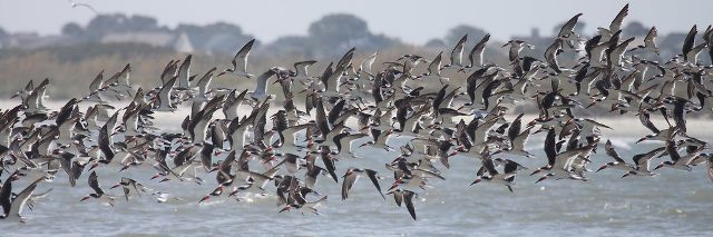 Black Skimmers